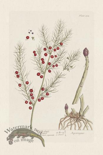 BEE 322 The Female Hemp